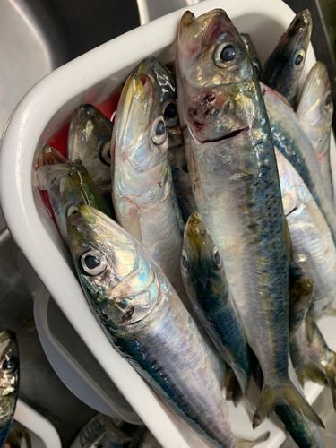 イワシの釣果