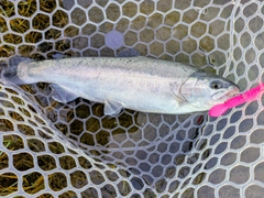 ホウライマスの釣果