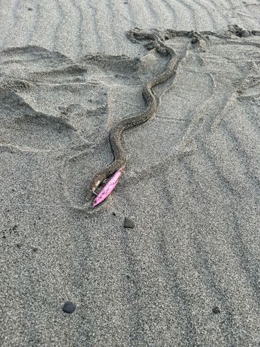 ウミヘビの釣果