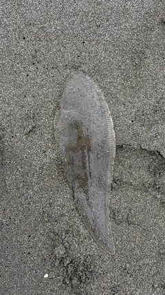 シタビラメの釣果