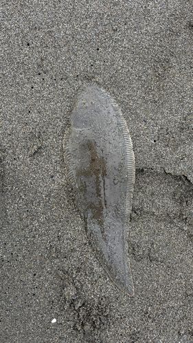 シタビラメの釣果