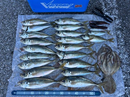 アジの釣果