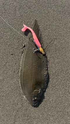 シタビラメの釣果