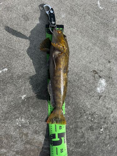 アイナメの釣果