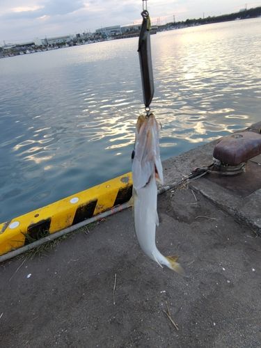 カマスの釣果