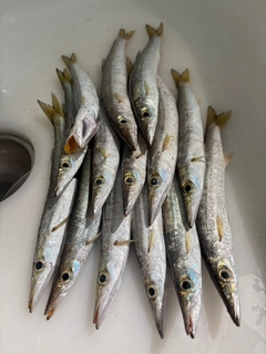 アカカマスの釣果