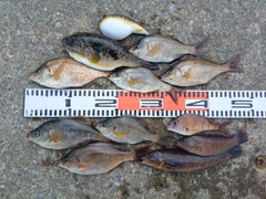 ウミタナゴの釣果