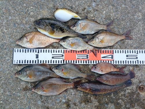 ウミタナゴの釣果