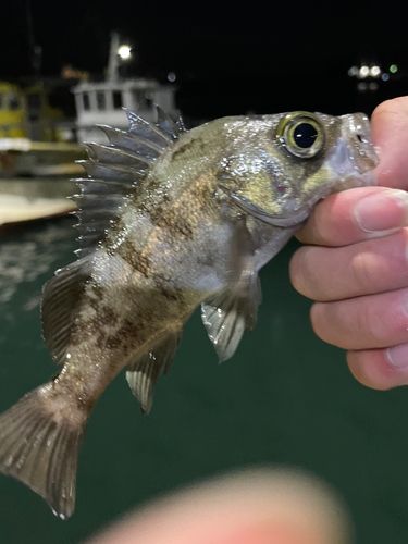 松前港（愛媛）