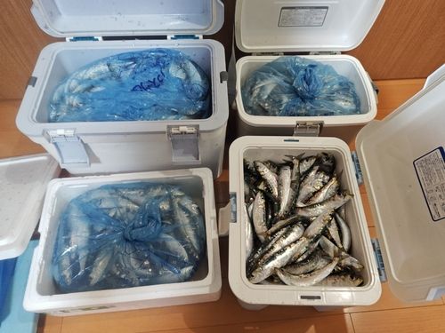 イワシの釣果