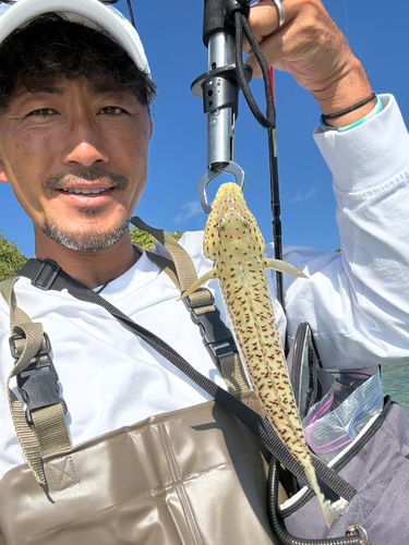 オグロトラギスの釣果