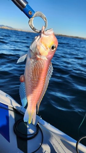 アマダイの釣果