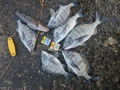 クロダイの釣果