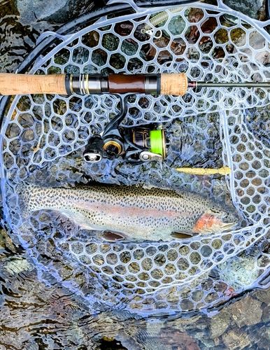 トラウトの釣果