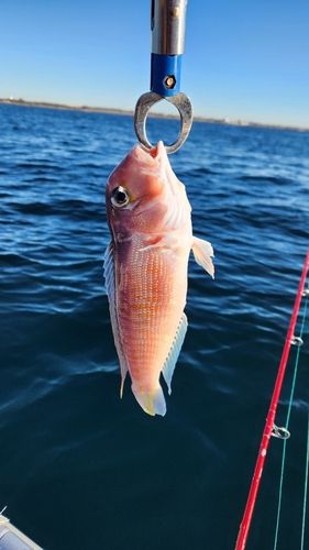アマダイの釣果