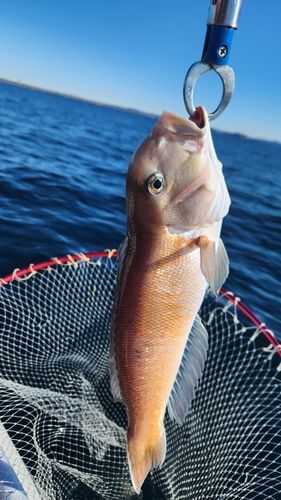 シロアマダイの釣果