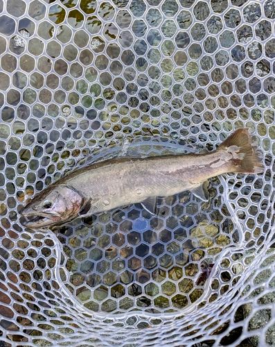 イワナの釣果