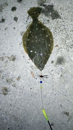 イシガレイの釣果