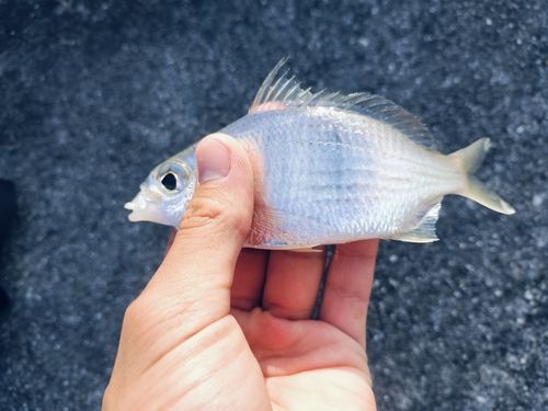 シマクロサギの釣果