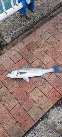 セイゴ（マルスズキ）の釣果