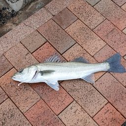 セイゴ（マルスズキ）