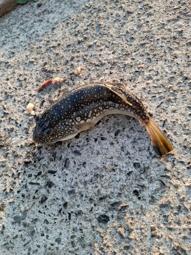 クサフグの釣果