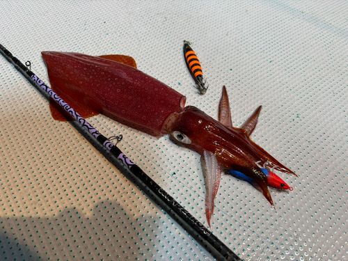 ケンサキイカの釣果