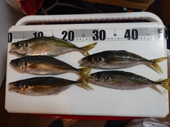 マアジの釣果