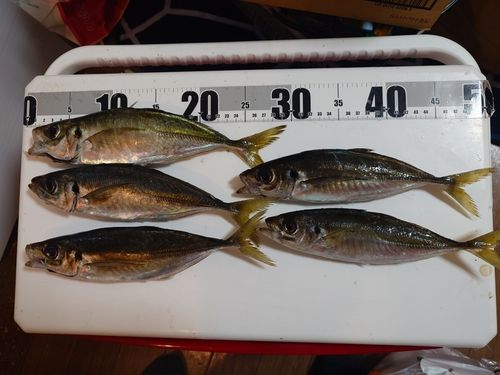 マアジの釣果