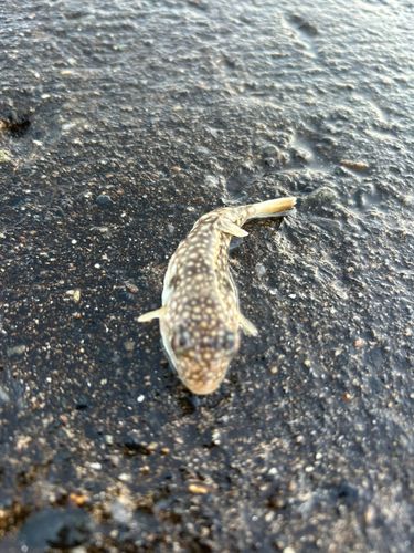 クサフグの釣果