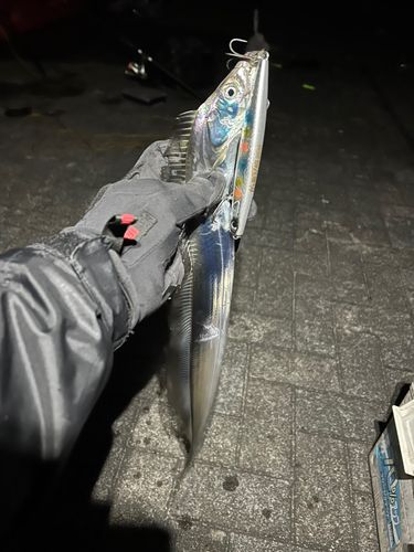 タチウオの釣果