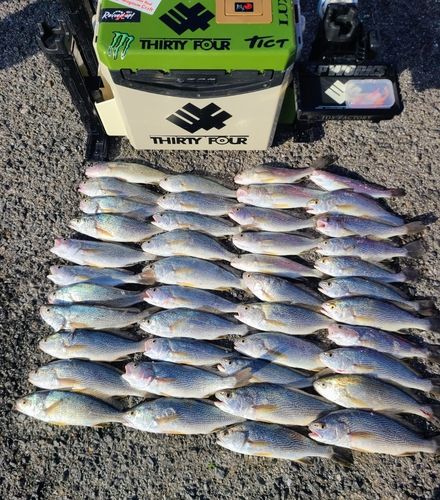 イシモチの釣果