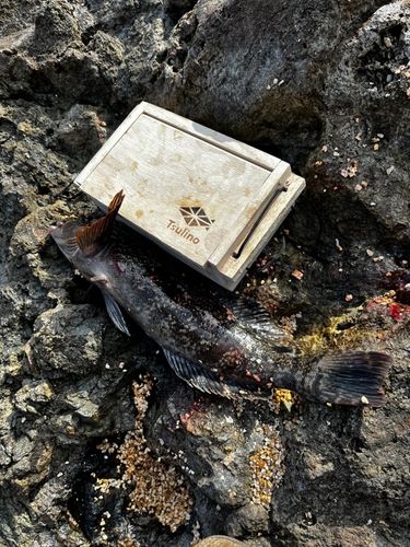 アイナメの釣果