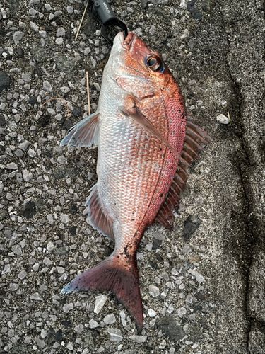 マダイの釣果