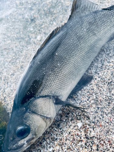 ヒラスズキの釣果