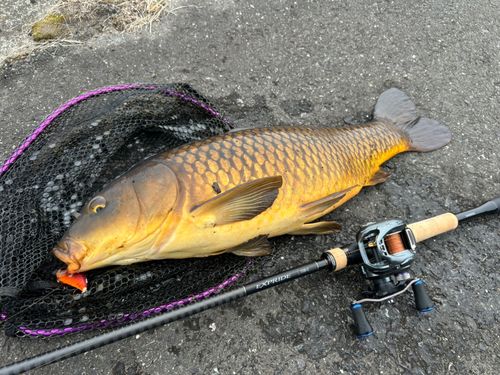 コイの釣果