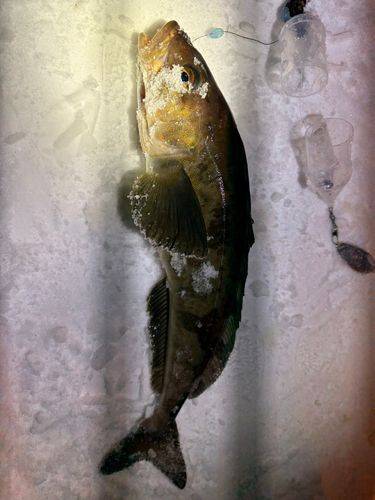 ホッケの釣果