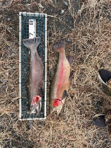 ニジマスの釣果