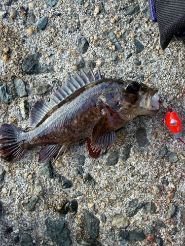 カサゴの釣果