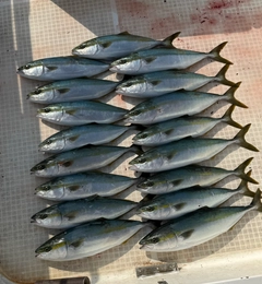 ハマチの釣果
