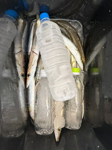 カマスの釣果