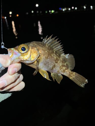 メバルの釣果