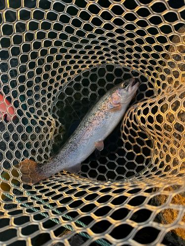 ニジマスの釣果