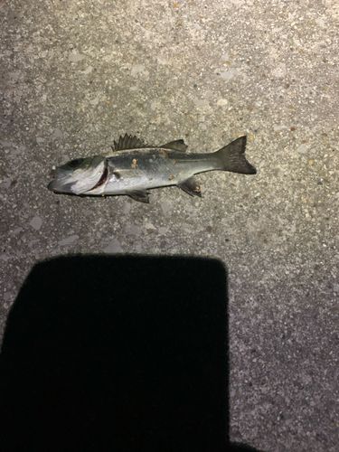 セイゴ（マルスズキ）の釣果