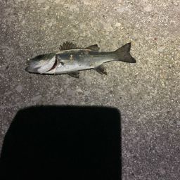 セイゴ（マルスズキ）