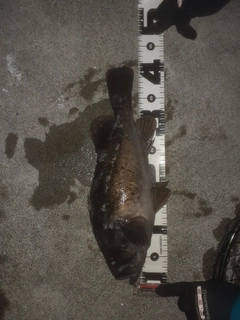 クロソイの釣果