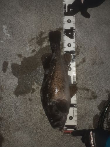 クロソイの釣果