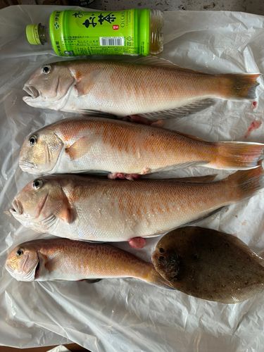 シロアマダイの釣果