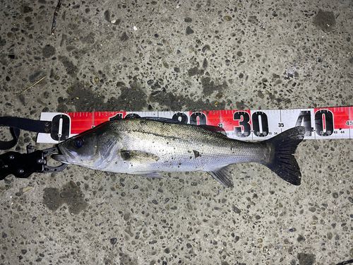 フッコ（マルスズキ）の釣果