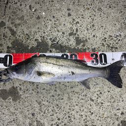 フッコ（マルスズキ）